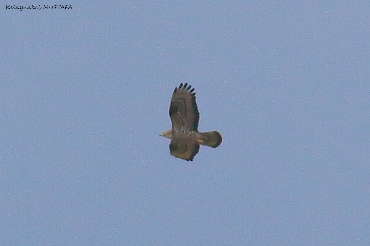 Oriental Honey-buzzard